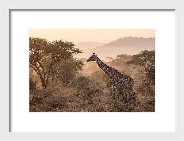 Giraffe In The Misty Savannah