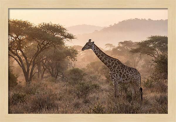 Giraffe In The Misty Savannah