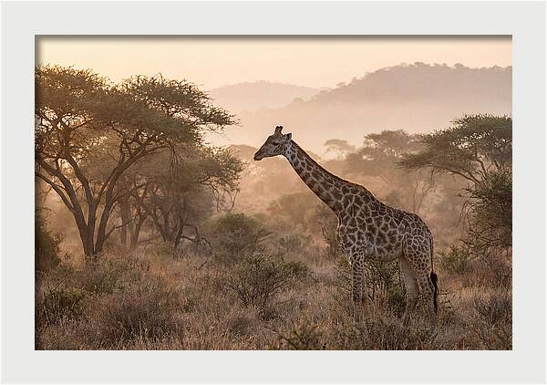Giraffe In The Misty Savannah
