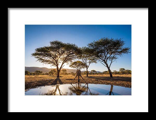 Giraffe Serenity At The Waterhole