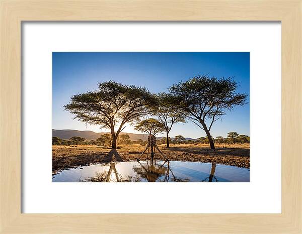 Giraffe Serenity At The Waterhole