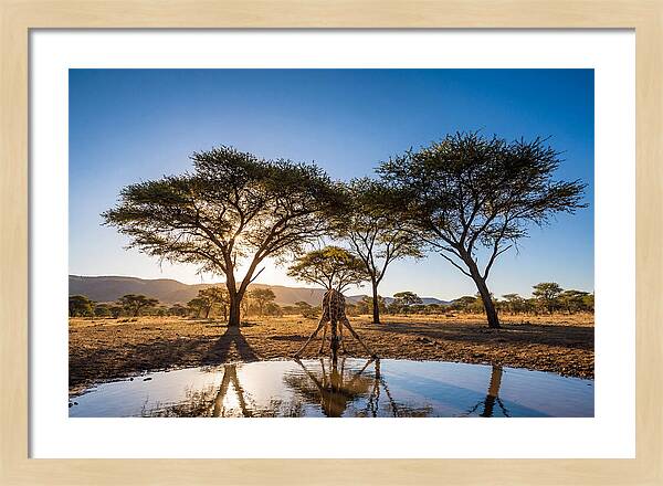 Giraffe Serenity At The Waterhole