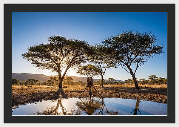 Giraffe Serenity At The Waterhole