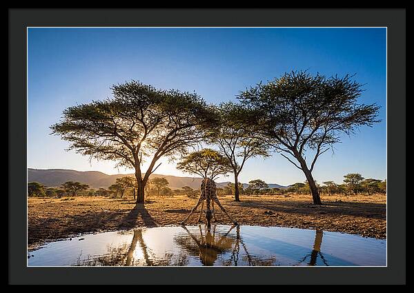 Giraffe Serenity At The Waterhole