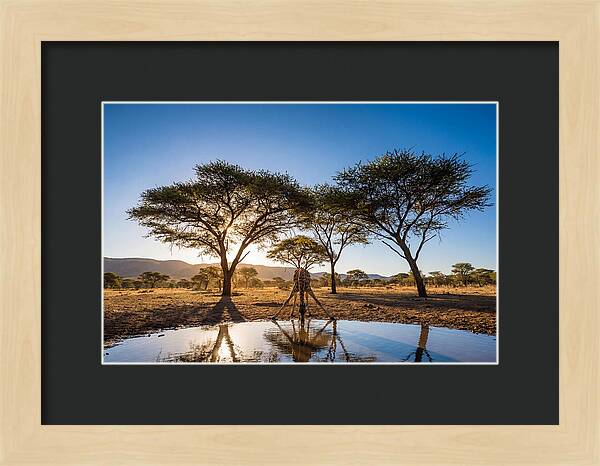 Giraffe Serenity At The Waterhole