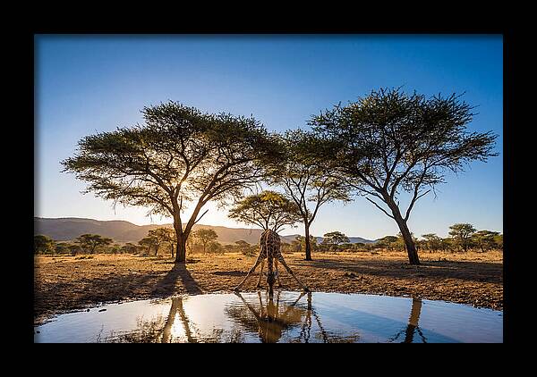 Giraffe Serenity At The Waterhole
