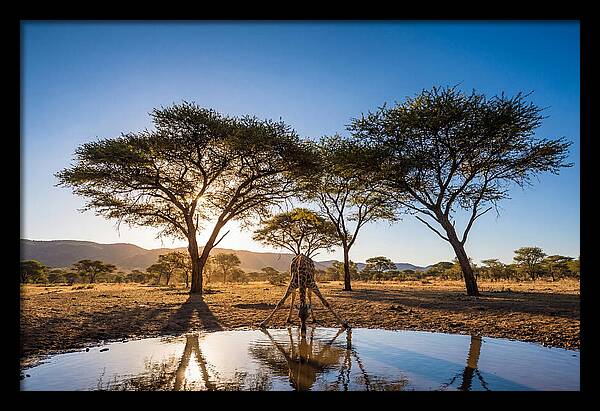 Giraffe Serenity At The Waterhole