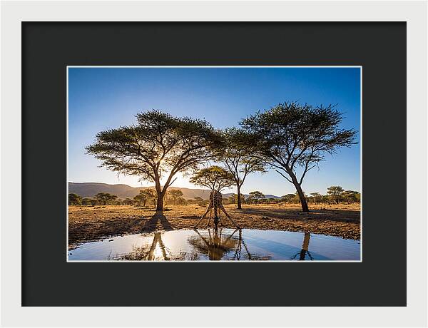 Giraffe Serenity At The Waterhole