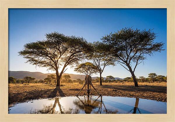 Giraffe Serenity At The Waterhole