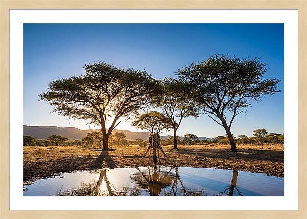 Giraffe Serenity At The Waterhole