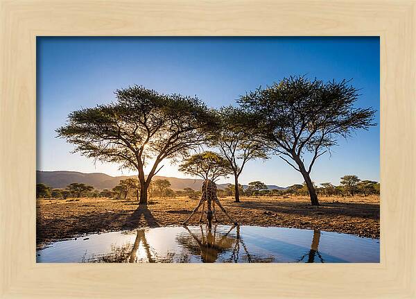 Giraffe Serenity At The Waterhole