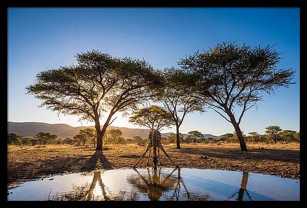 Giraffe Serenity At The Waterhole