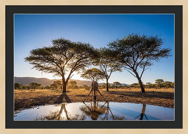 Giraffe Serenity At The Waterhole