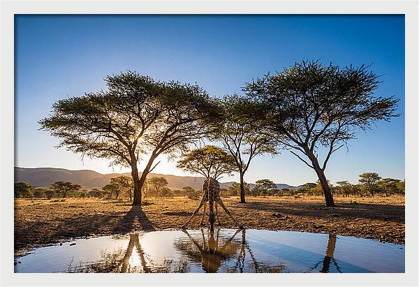 Giraffe Serenity At The Waterhole