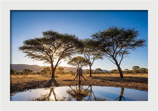 Giraffe Serenity At The Waterhole