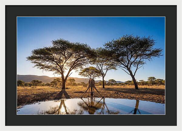 Giraffe Serenity At The Waterhole