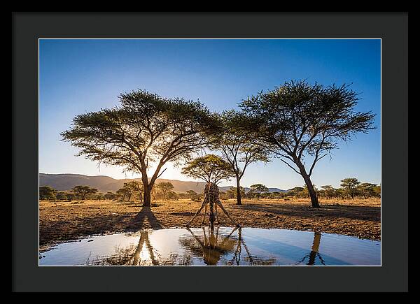 Giraffe Serenity At The Waterhole