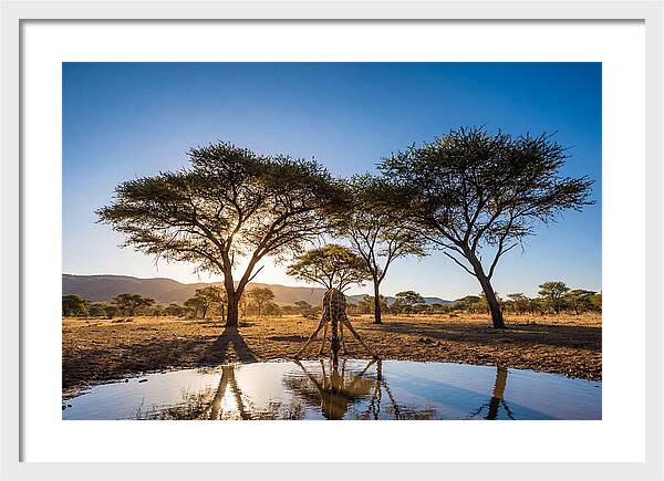 Giraffe Serenity At The Waterhole