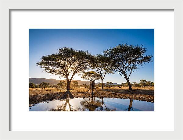 Giraffe Serenity At The Waterhole