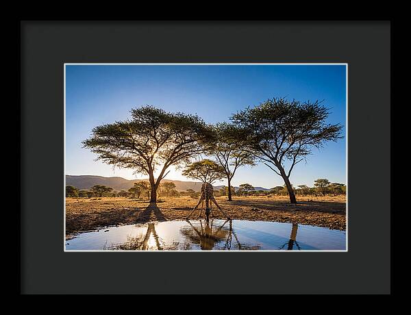 Giraffe Serenity At The Waterhole