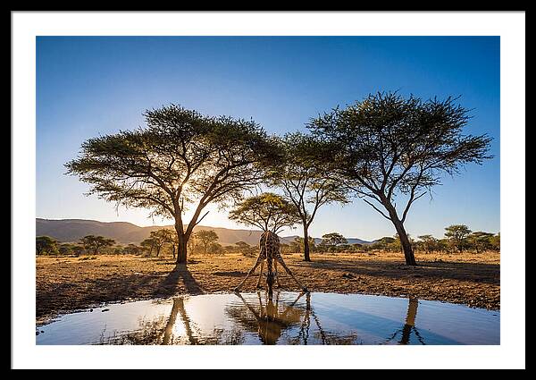 Giraffe Serenity At The Waterhole