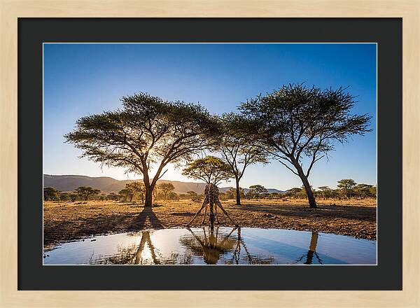 Giraffe Serenity At The Waterhole