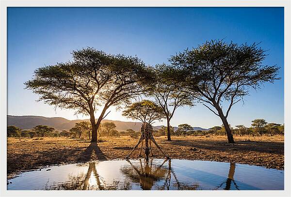 Giraffe Serenity At The Waterhole