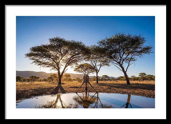 Giraffe Serenity At The Waterhole