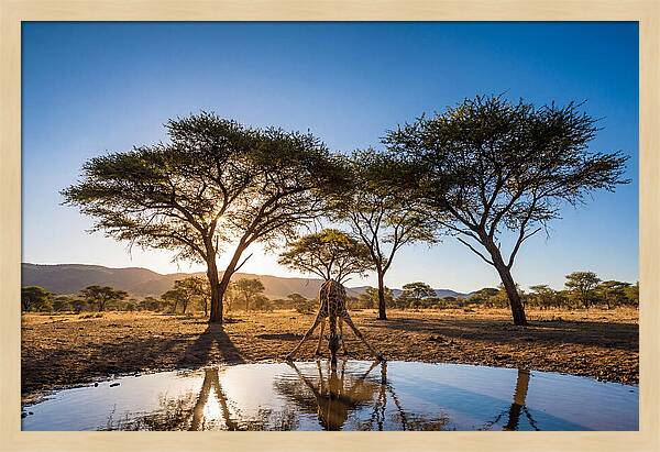 Giraffe Serenity At The Waterhole