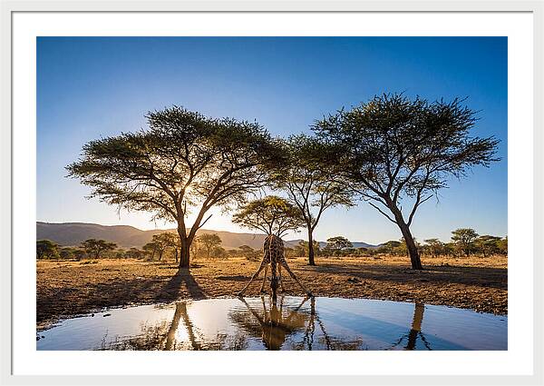 Giraffe Serenity At The Waterhole