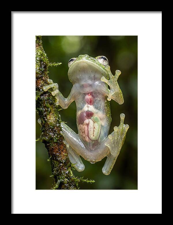 Glass Frog Anatomy Revealed
