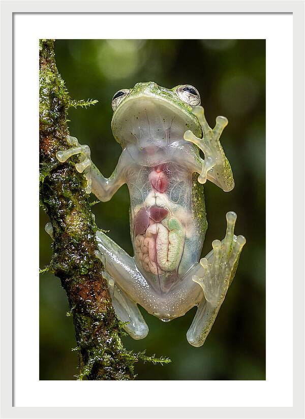 Glass Frog Anatomy Revealed