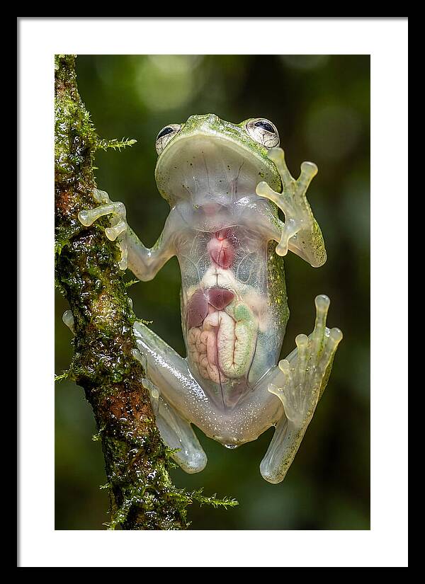 Glass Frog Anatomy Revealed
