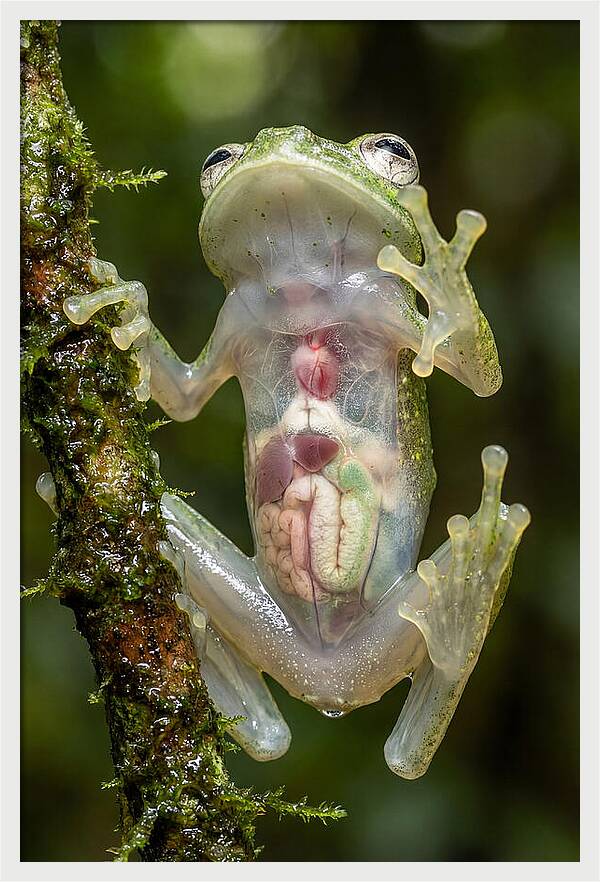 Glass Frog Anatomy Revealed