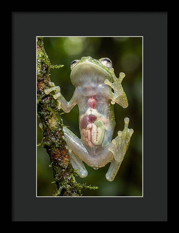 Glass Frog Anatomy Revealed