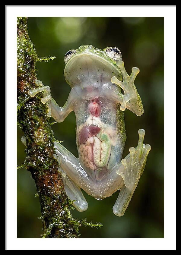 Glass Frog Anatomy Revealed