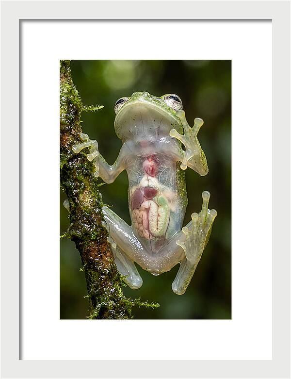 Glass Frog Anatomy Revealed