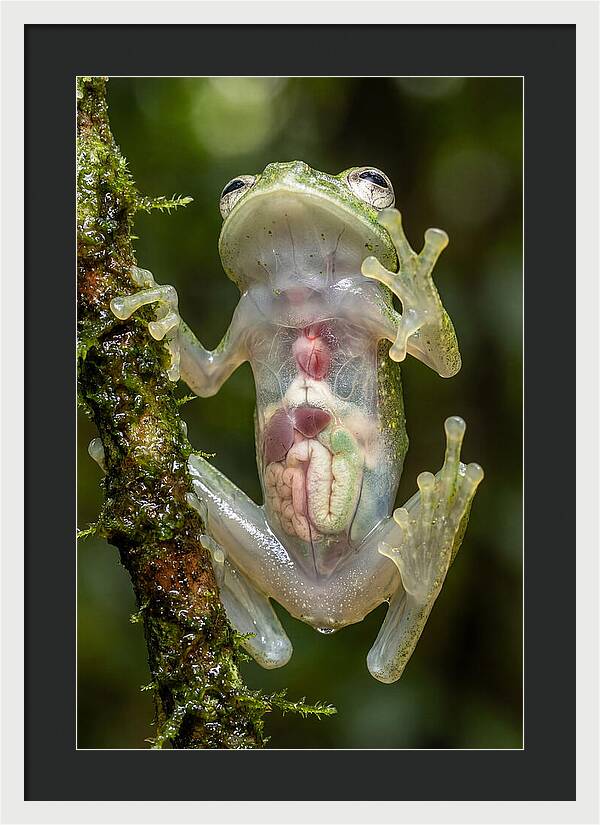 Glass Frog Anatomy Revealed