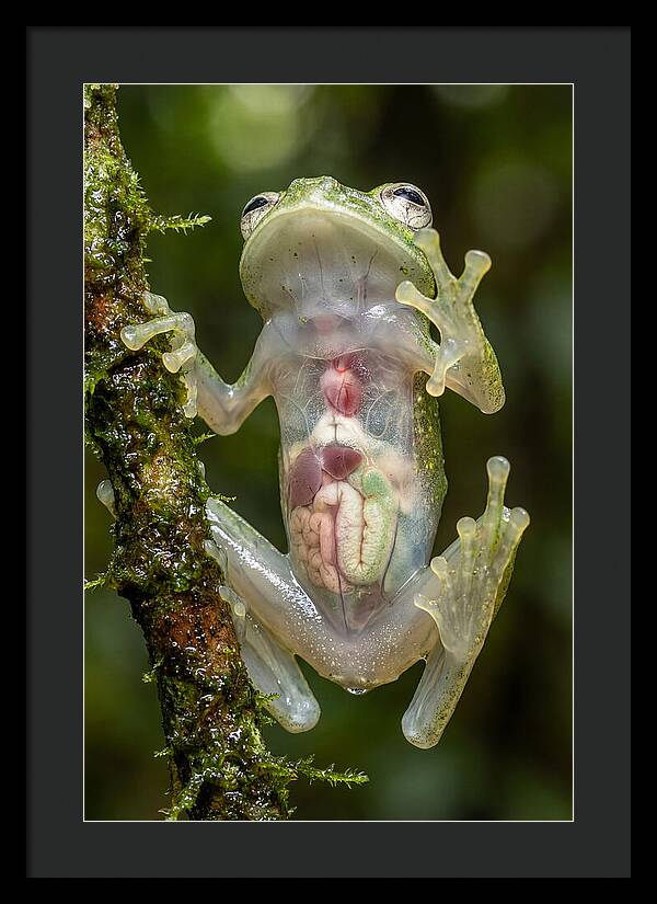 Glass Frog Anatomy Revealed