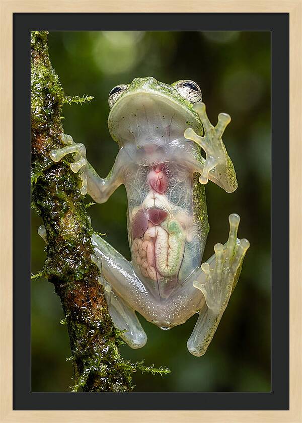 Glass Frog Anatomy Revealed
