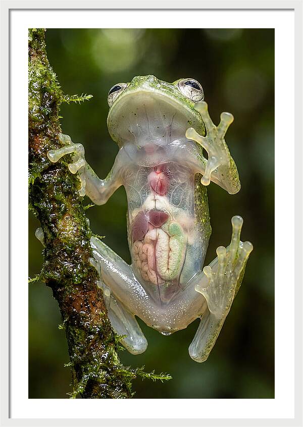 Glass Frog Anatomy Revealed