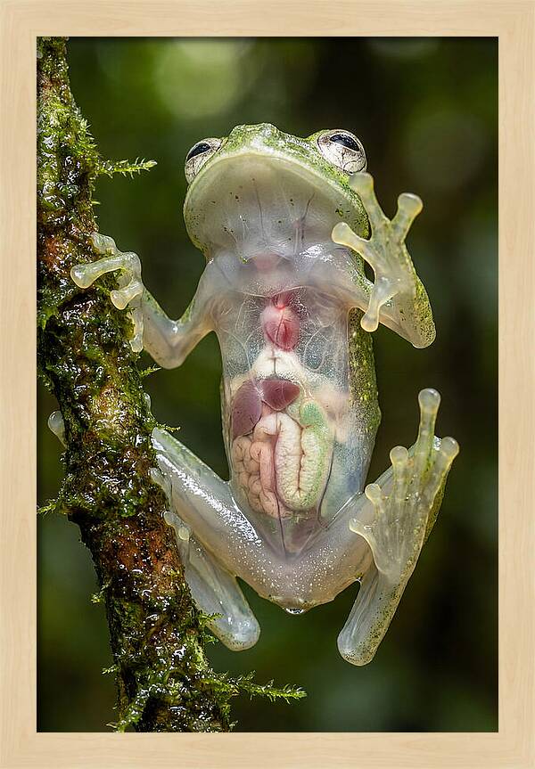 Glass Frog Anatomy Revealed