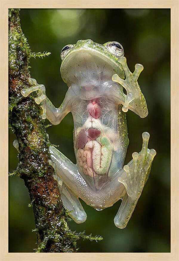 Glass Frog Anatomy Revealed