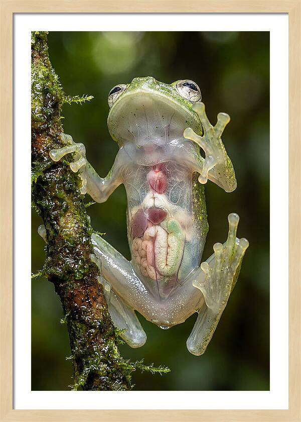 Glass Frog Anatomy Revealed