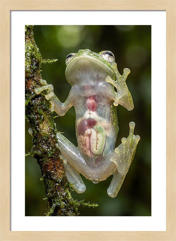 Glass Frog Anatomy Revealed