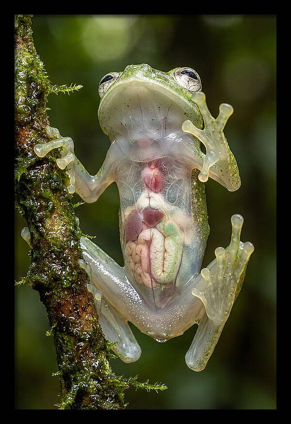 Glass Frog Anatomy Revealed