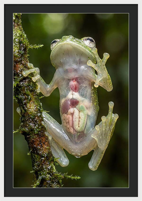 Glass Frog Anatomy Revealed