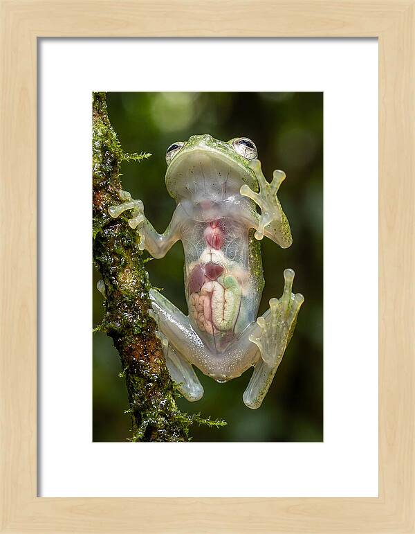 Glass Frog Anatomy Revealed