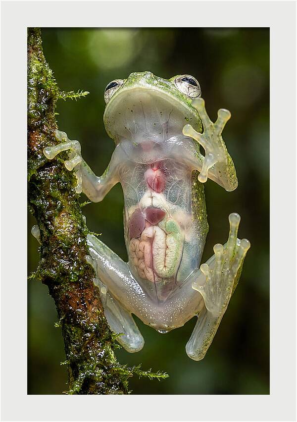 Glass Frog Anatomy Revealed
