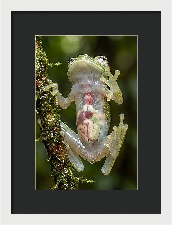Glass Frog Anatomy Revealed